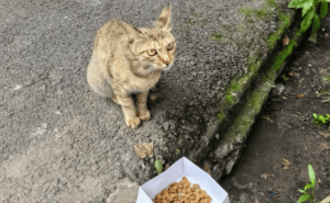 猫咪也挑食？如何应对猫咪的挑食问题，守护它们的健康！