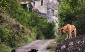 中华田园犬：何时能重拾往日的荣耀？