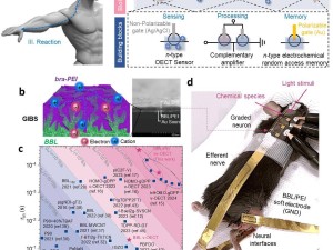 西安交大研發新型人工神經，助力腦機接口與神經修復領域突破