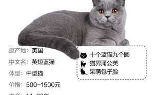 蓝猫饲养秘籍：科学喂养，让爱宠更健康，陪你更久！