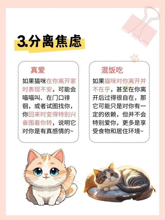 猫咪分离焦虑