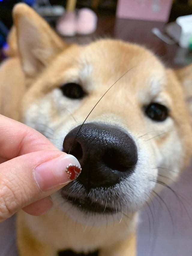 二须虎狗狗